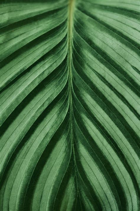 Plant Texture Leaf Texture Texture Art Wallpaper Background Design Bokeh Background