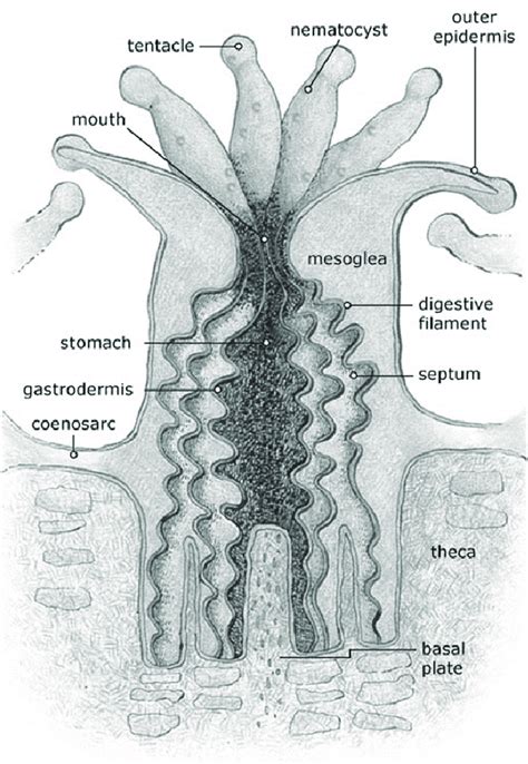 -Coral polyp anatomy (NOAA, 2018a) | Download Scientific Diagram