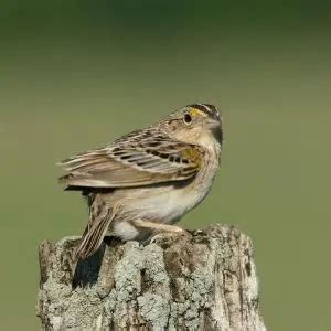 Grasshopper Sparrow - Facts, Diet, Habitat & Pictures on Animalia.bio