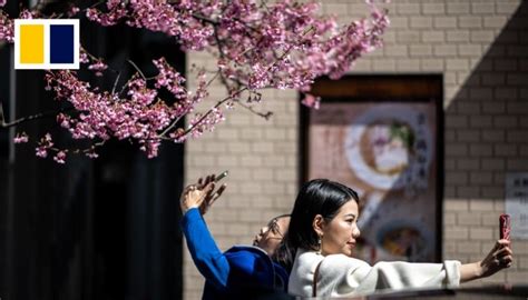 Japanese cherry blossoms faced with the threat of climate change may ...