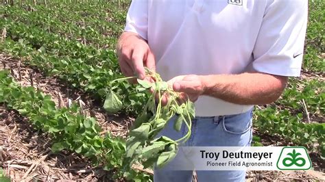 White Mold Prevention In Soybeans YouTube