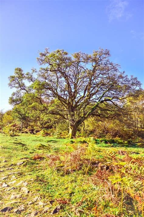 Sterbender Alter Einsamer Baum In Der Mitte Von Nirgendwo Stockbild