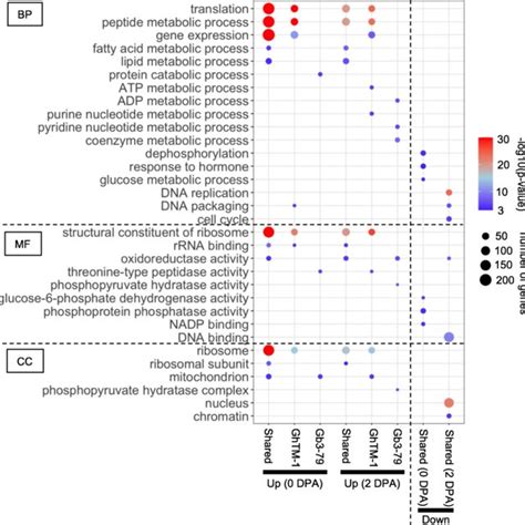 Gene Ontology Go Analysis Of Upregulated And Down Regulated Genes In Download Scientific