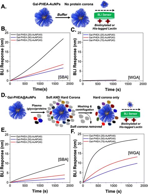 Polymer Tethered Glycosylated Gold Nanoparticles Recruit Sialylated