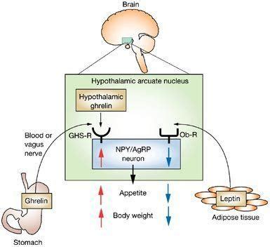 Ghrelin - Alchetron, The Free Social Encyclopedia