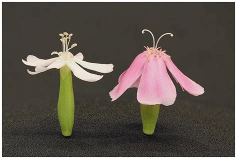 Staminate Phase Left And Pistillate Phase Right Flowers Of