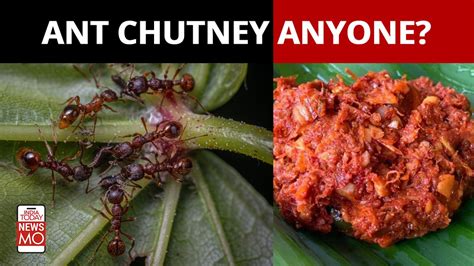 Ever tried red ant chutney? Well, tribes of Chhattisgarh and Odisha ...