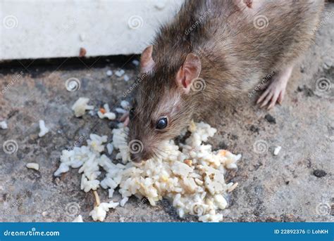 A Rat Eating Royalty Free Stock Image - Image: 22892376