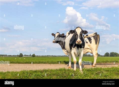 Cows Full Length On A Path In A Field Black And White Holstein Milk