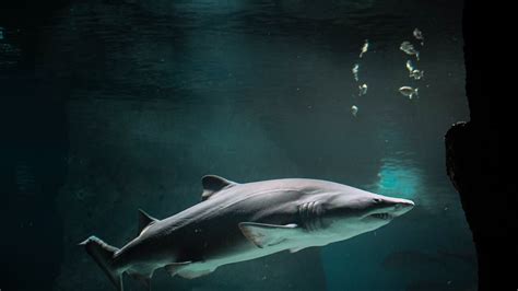 Found: oldest shark on Earth, but how old is it really? - AS USA