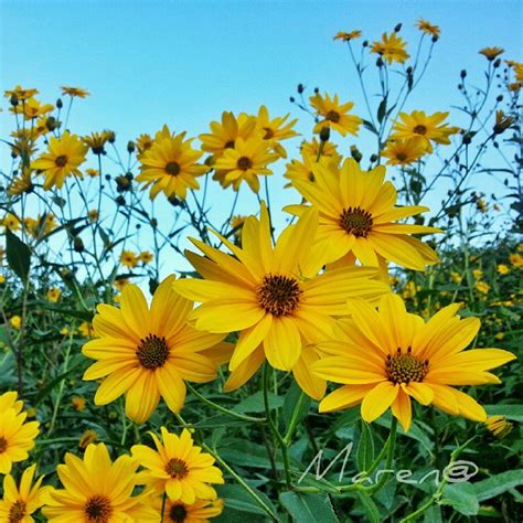 It S Vallecamonica Flowers Plants Fiori Blumen Colors Sky