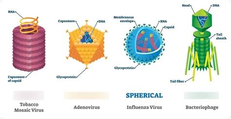 Viruses types Diagram | Quizlet