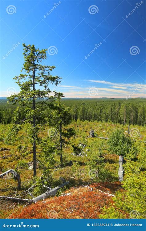 View From Granberget In Vasterbotten In Sweden Stock Photo Image Of