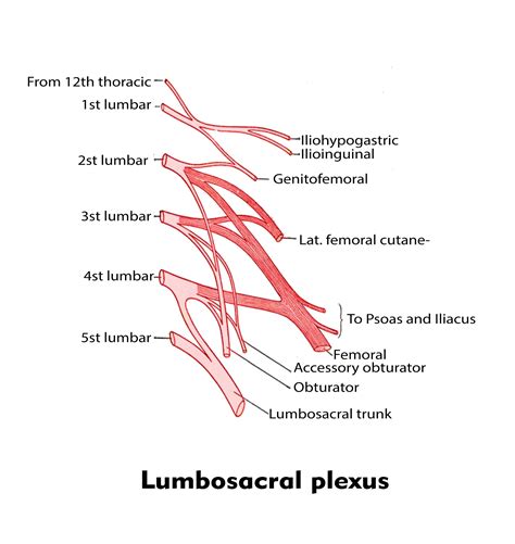 Lumbar Plexus Labeled