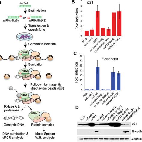 Chromatin Isolation By Biotinylated Rna Pull Down Chibrp Assay A