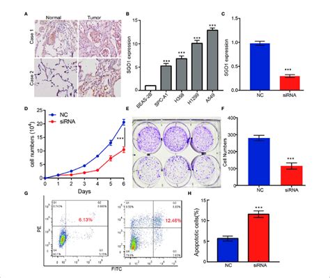 Sgo Modulates Luad Cell Proliferation And Migration In Vitro A