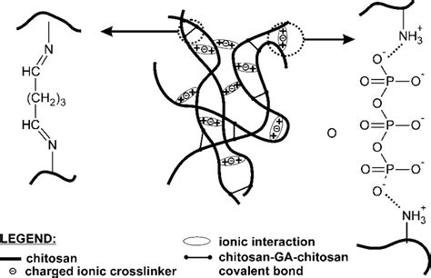 Schematic Representation Of Chemical Structure Of Crosslinked Chitosan