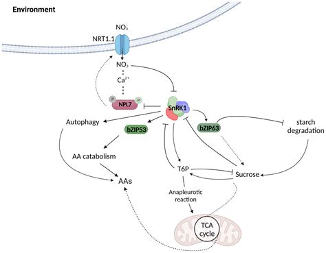 Sensing And Regulation Of C And N Metabolism Novel Features And