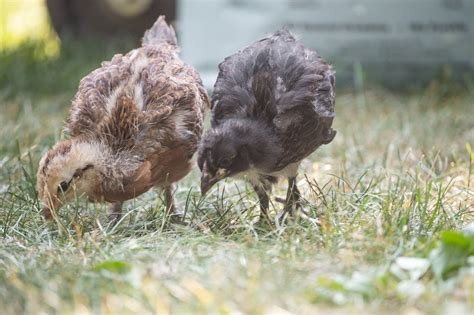 Coccidiosis in Chickens: Symptoms, Treatment, & More