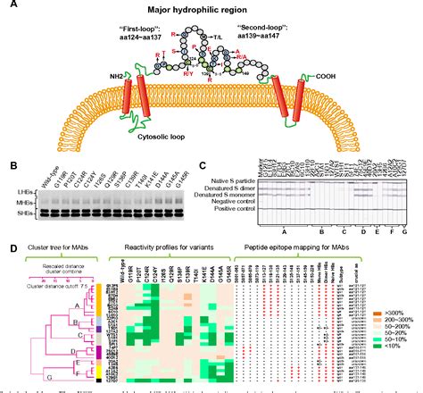 Figure 1 From Influence Of Mutations In Hepatitis B Virus Surface