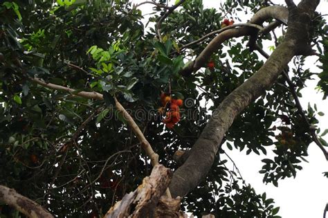 Rambutan Nephelium Lappaceum Fruit That Ripens On The Tree During The