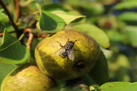 Mengatasi Lalat Buah Pada Jambu Kristal Menggunakan Pestisida Daun