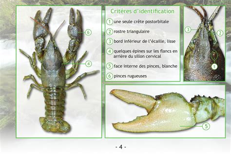 L Crevisse Pattes Blanches F D Ration De P Che Du Gers