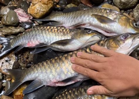 Mengenal Ikan Semah Enak Dipepes Harga Per Ekor Rp6 Juta