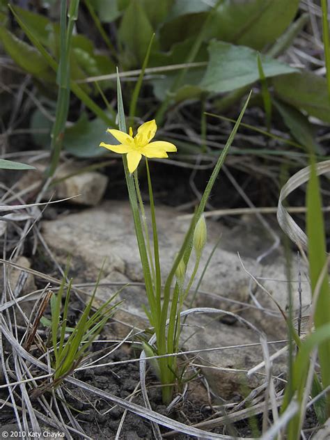 Hypoxis hirsuta (Yellow Star-grass): Minnesota Wildflowers