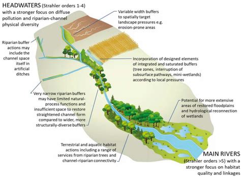A Comprehensive Review on Ecological Buffer Zone for Pollutants Removal