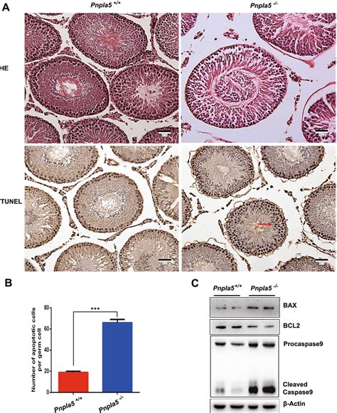 He And Tunel Staining Of Testes And Apoptotic Protein Expression In