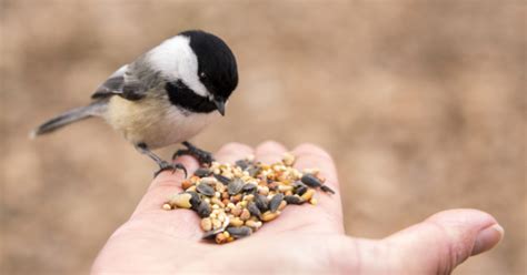 Nourrir Les Oiseaux En Hiver Hegalaldia