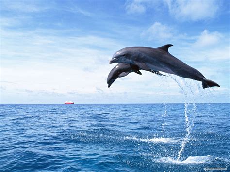 Dolphin Wallpaper Windows 10 - WallpaperSafari