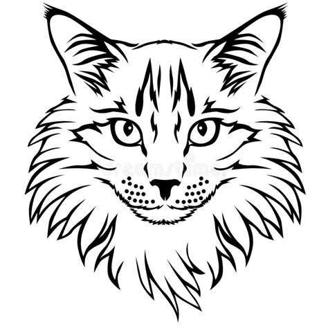 Maine Coon Cat Stock Vector Illustration Of Line Shaggy 37757548