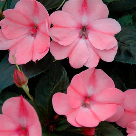 Reviews For SunPatiens 18 Pack Compact Hot Pink SunPatiens Impatiens Outdoor Annual Plant With