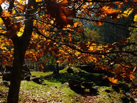 Fotos Gratis Paisaje Rbol Naturaleza Bosque Rama Planta Luz De