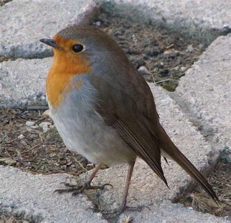 Fauna selvatica in Italia: Pettirosso Erithacus rubecula