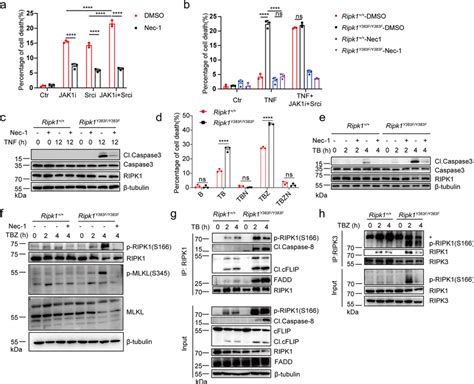 Loss of tyrosine phosphorylation of RIPK1 promotes TNF-induced ... 