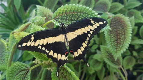 Expozi Ie De Fluturi Exotici Vii La Gr Dina Botanic Din Cluj Vezi