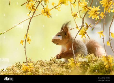 Young Red Squirrel Standing Between Branches With Flowers Hi Res Stock