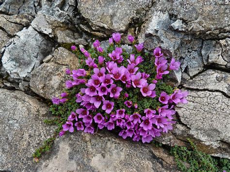 Orchids,Nature and My Outdoor Life: Purple Saxifrage (Saxifraga ...