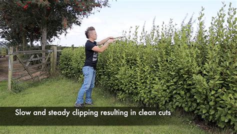 How To Cut Prune And Trim Hedges The Ultimate Beginner Guide Garden Ninja Lee Burkhill Garden