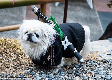 See Adorable Animals Dressed Up For Halloween Daily Mail Online