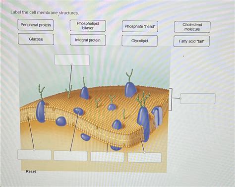 Solved Label the cell membrane structures.Cholesterol | Chegg.com