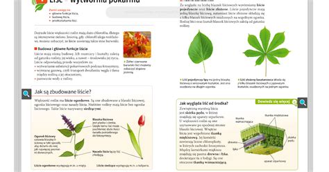 Ko O Biologiczne Li Wytw Rnia Pokamu Lekcja Dla Klasy A B C