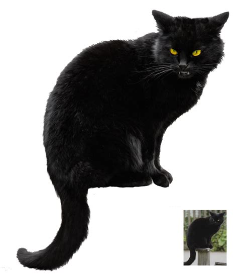 Halloween Black Cat Png Photo Png Arts