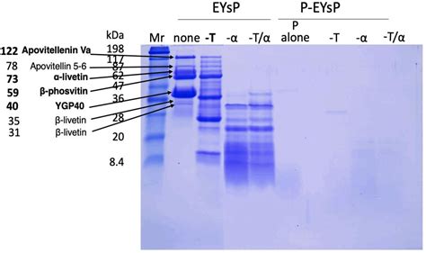 Figure From Identification Of Potent Antioxidant Bioactive Peptides