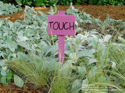 17 Best Images About Sensory Gardens On Pinterest Gardens Compost