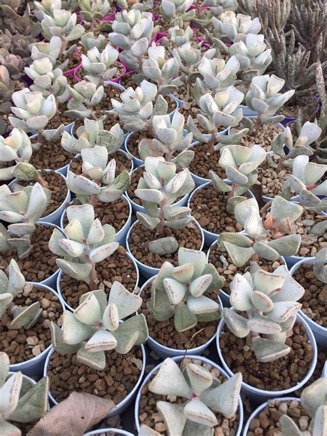 Adromischus Triflorus SH1909 Giromagi Cactus And Succulents