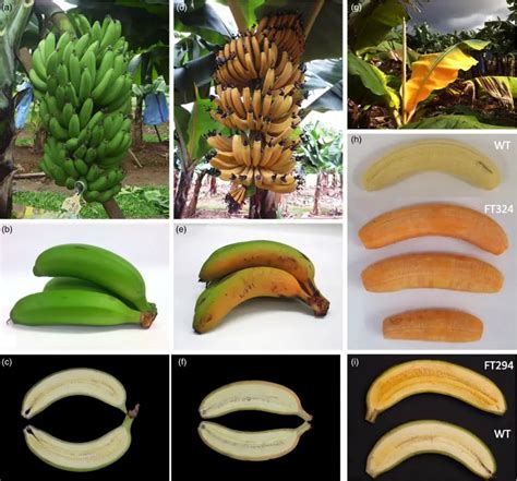 Researchers have created Golden Banana that could save lives in Africa